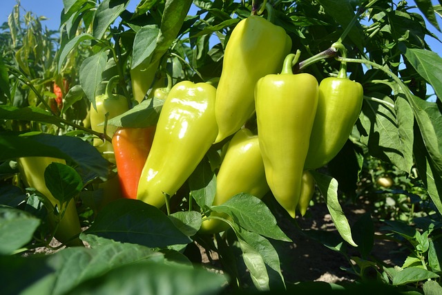 Free Red Pepper Garden photo and picture
