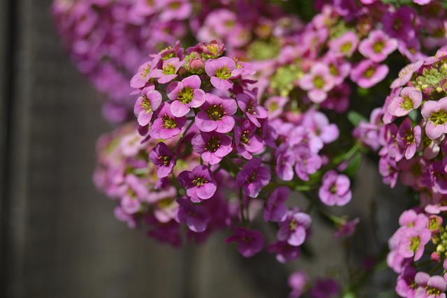 Free Lobularia Flower Background photo and picture