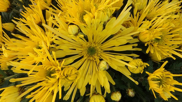 Free Chrysanthemum Fóliovník photo and picture