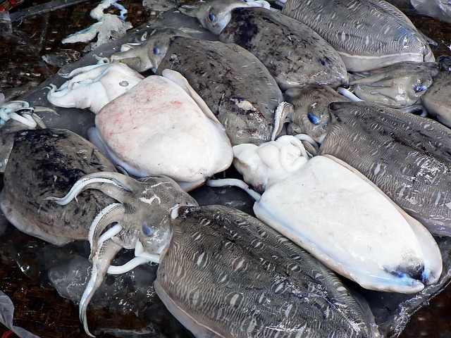 Free Cuttlefish Mollusc photo and picture