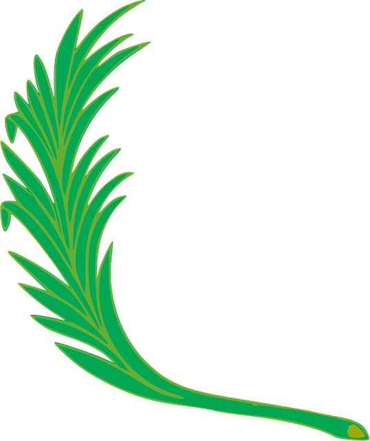 Download free HD stock image of Branch Leaf Free branch leaf leafy vector