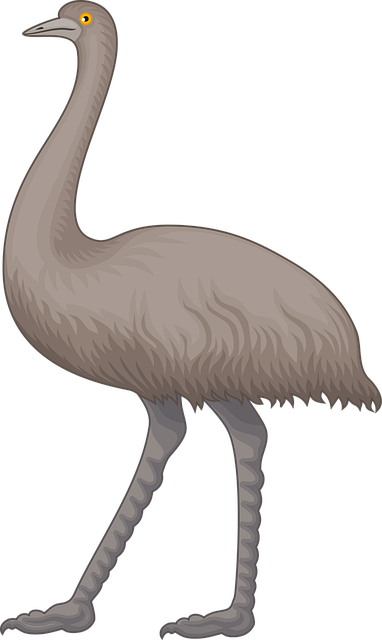 Free animal australia australian vector