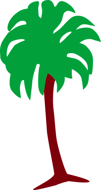 Free Palm Plant vector and picture