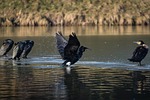 cormorant, water bird, bird