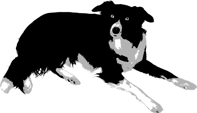 Free animal border collie dog vector