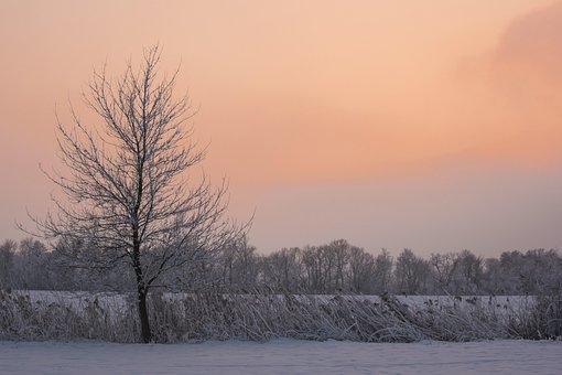 Et Træ, Land, Himlen, Vinter, Sneen