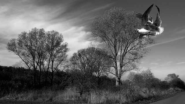 Free landscape trees clouds illustration