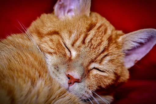 Free Cat Sleeping photo and picture