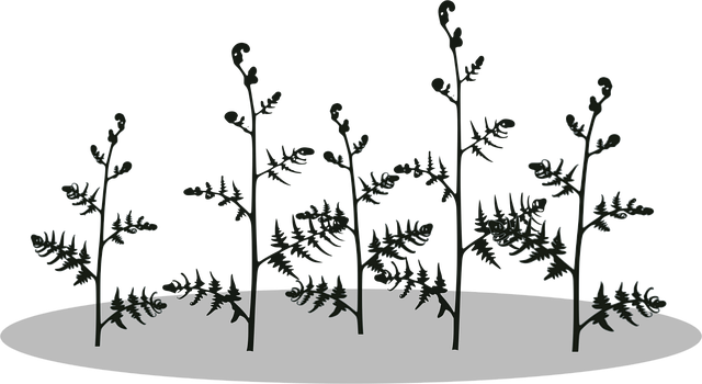 Free fern plant nature illustration