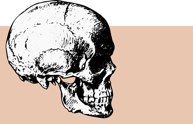 Free bones skull skeleton vector