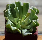 succulent in dark red pot, echeveria topsy turvy, container plant