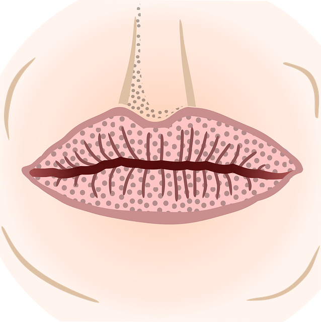 Download free HD stock image of Face Human Free face human mouth vector