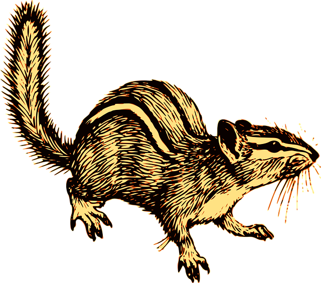 Free animal chipmunk mammal vector