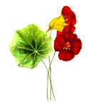 floral, flower, leaf