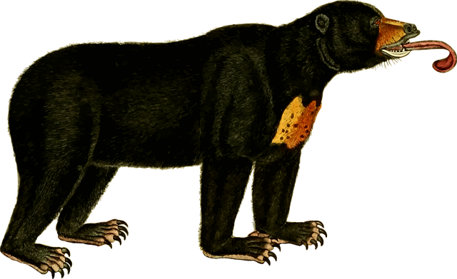 Tier, Bär, Natur, Säugetier, Zoo