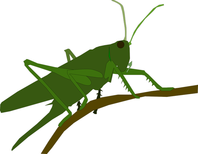 Free animal grasshopper insect illustration