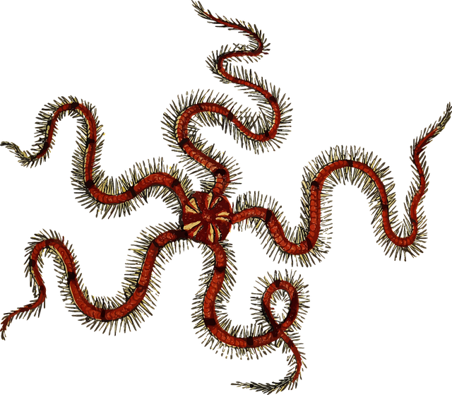 Free fish ocean nature illustration