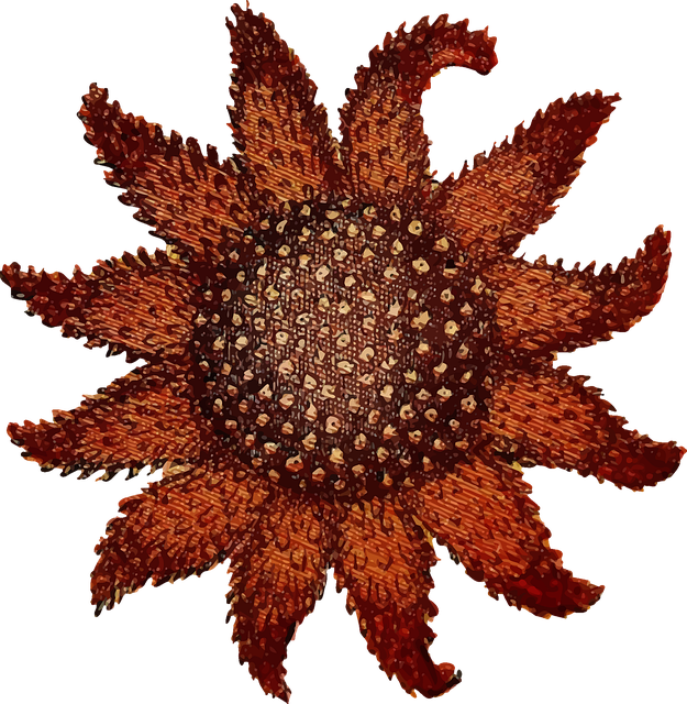 Free animal echinoderm ocean illustration
