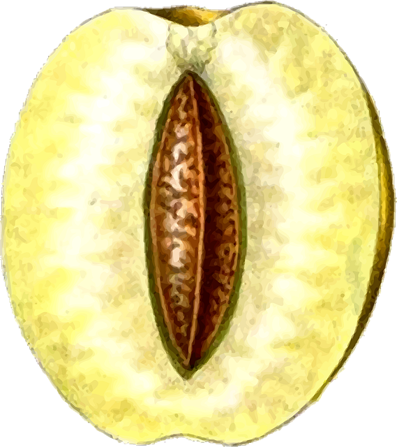 Free food fruit nature vector