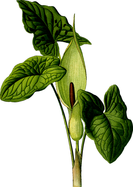 Free arum arum lily flower background illustration