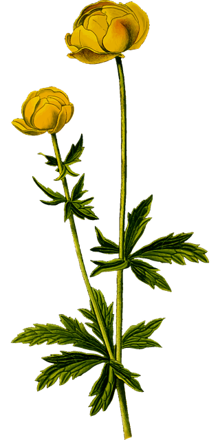 Free flora flower background flower vector