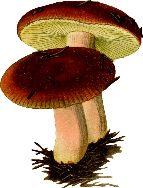 진균류 버섯 독 - Pixabay의 무료 벡터 그래픽 - Pixabay
