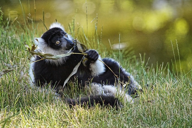 Free Zoo Grass photo and picture