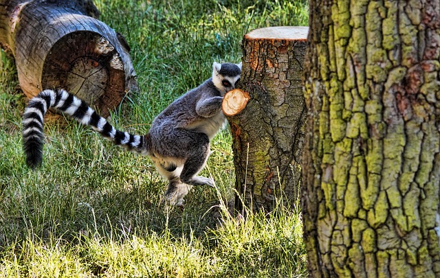 Free Zoo Grass photo and picture