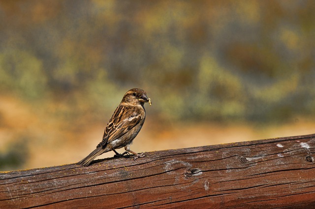 Free Sparrow Bird photo and picture