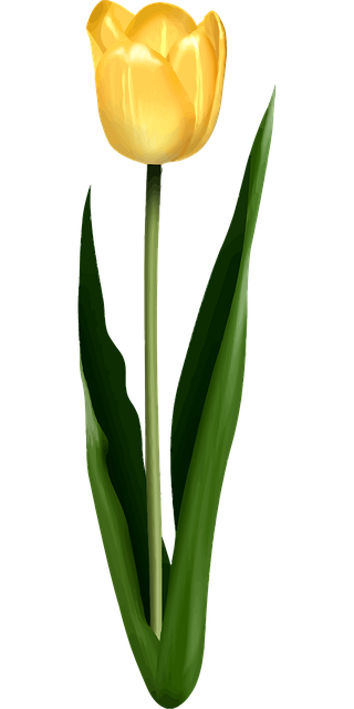 Blomster, Blomst, Blad, Natur, Grønne