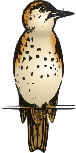 Free animal nature bird illustration