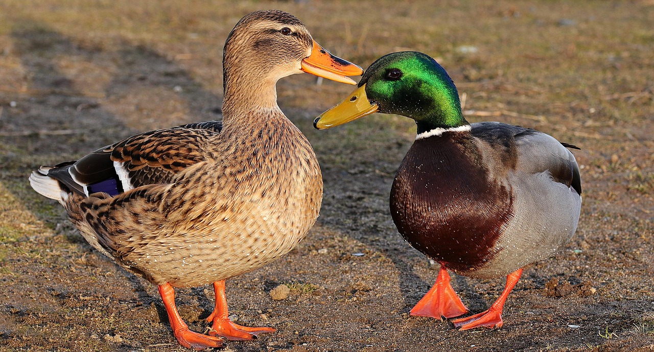 thumbnail image 2 of Duck Covers Ultimate Loveseat Cover - 58 Inch Wide Weather Protection 2 of 14