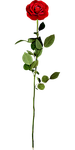 floral, flower, leaf