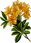branch, floral, flower