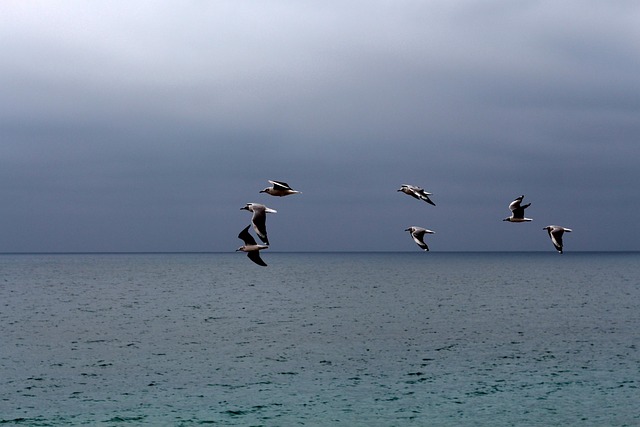 Free Marina Seagulls photo and picture