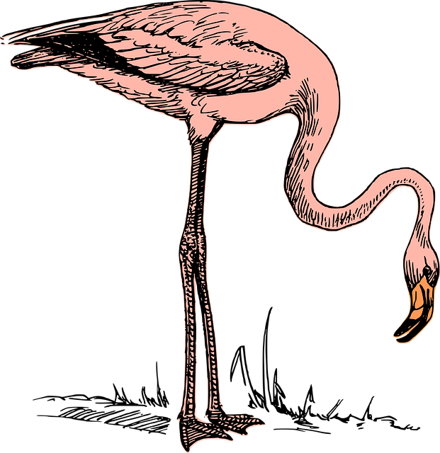 Free Bird Flamingo vector and picture