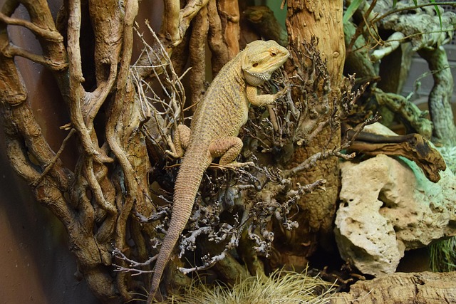 Free Bearded Dragon Reptile photo and picture