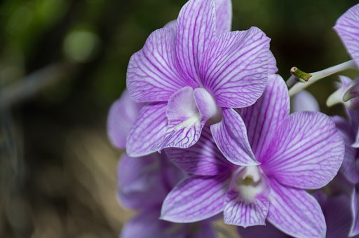 Blomst, Orkide, Natur, Thailand, Anlegg