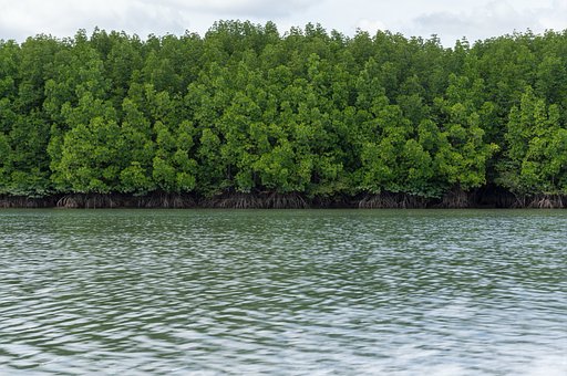 Skog, Den Mangrove Skogen, Hav, Natur