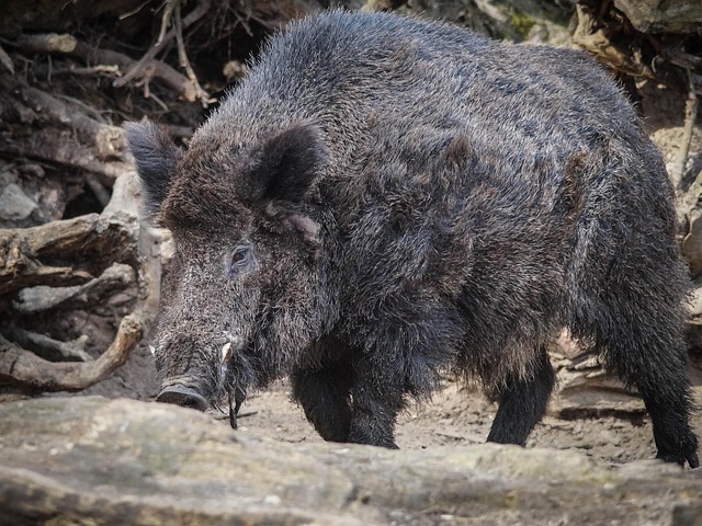 Free Boar Zoo photo and picture