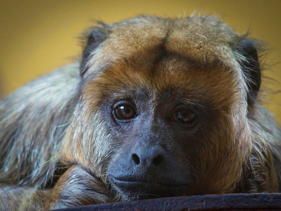 Tristeza, Zoo, Esclavitud, Deprimido, Mono, Naturaleza
