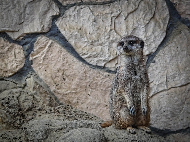 Free Meerkat Zoo photo and picture