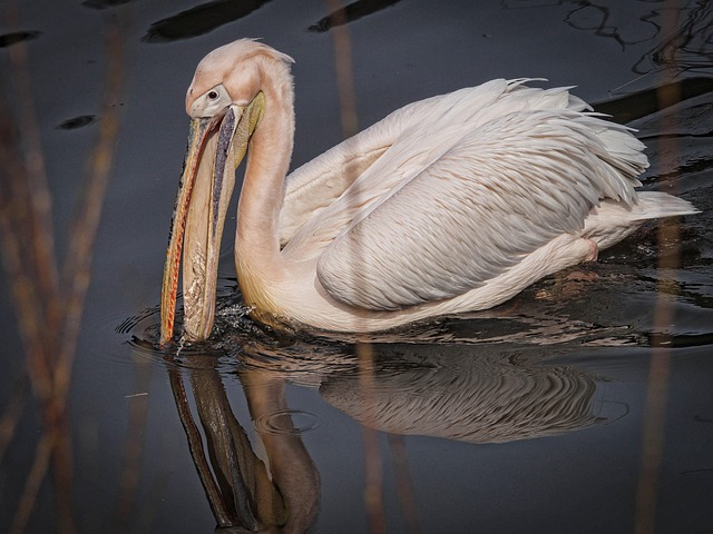 Free Pelikan Bird photo and picture