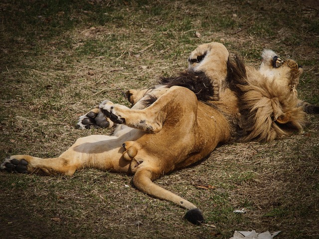 Free Big Cat Predator photo and picture