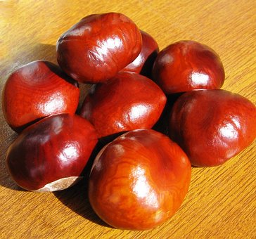 Free Food Chestnut photo and picture