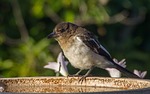 pied butcherbird, butcherbird, young