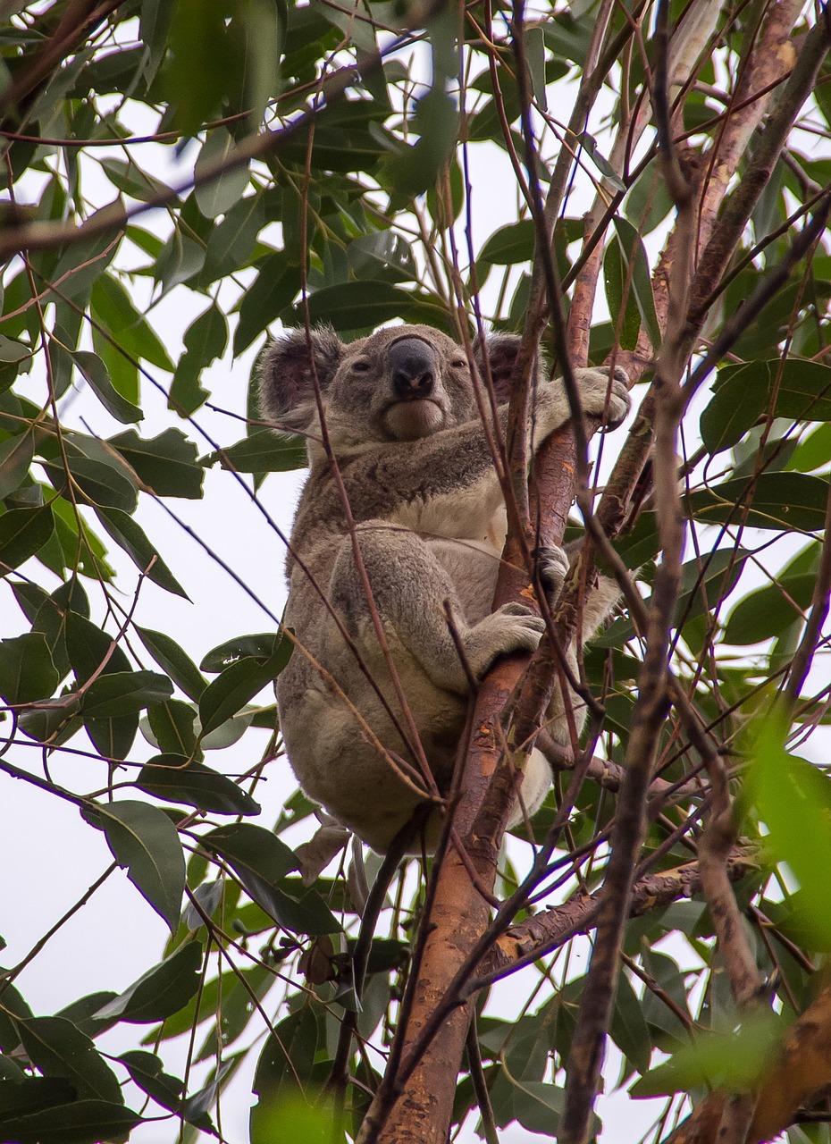 Koala Marsupial Grey Free photo on Pixabay Pixabay