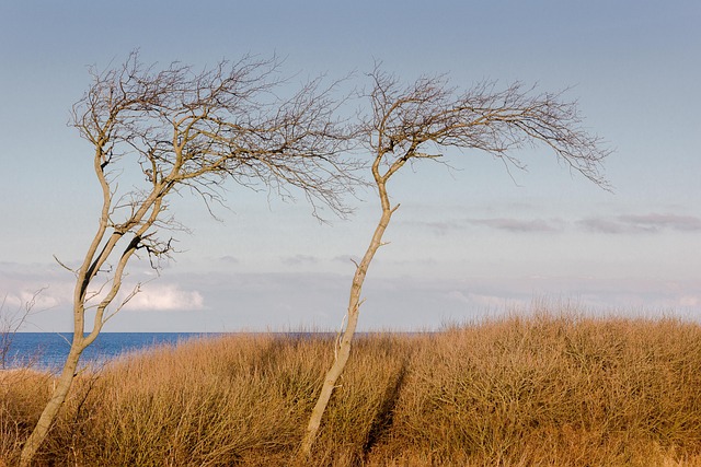 Free Trees Beach photo and picture