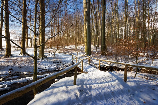 Free Waldsee Evening Sun photo and picture