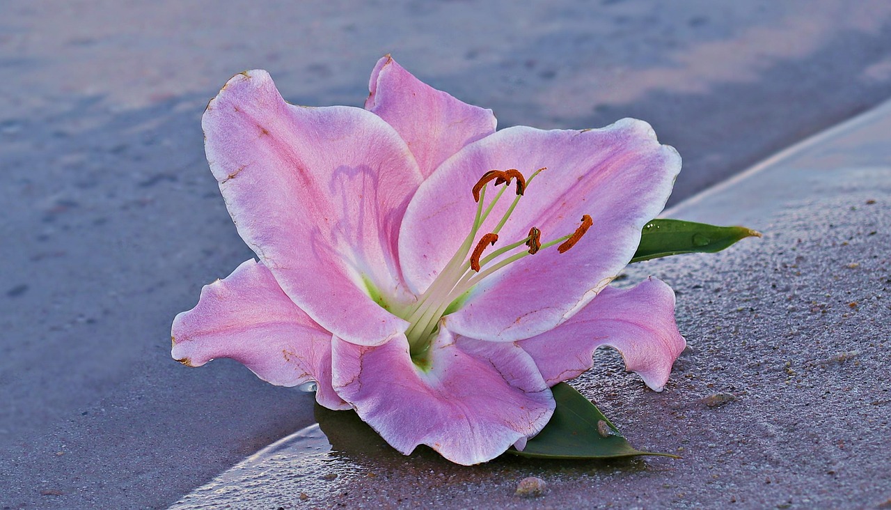 Lily Flower Blossom Free photo on Pixabay Pixabay